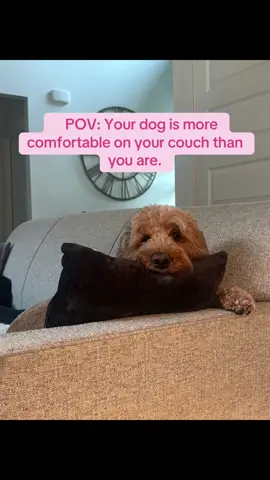 #dogsoftiktok #goldendoodle #daintywillowmae #doglife #souldog🐾 