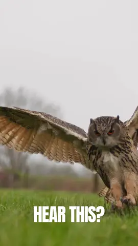 What does an Eagle Owl Sound like? #birdwatching #owls 
