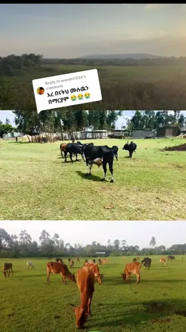Replying to @wondm1234 #eneyewabe618