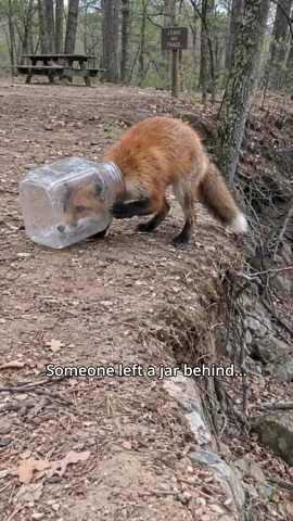I made this story to show how one piece of litter can turn into an animal’s struggle. It took three friends to fix what someone left behind. Please don’t leave wildlife to clean up after us. 🤍 Powered by @imagineartofficial @imagineart.creators Created with AI for your entertainment. #LeaveNoTrace #ProtectWildlife #KindnessMatters