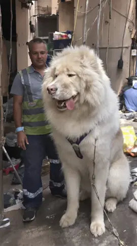 Massive 6 Foot Dog😞 #fyp #doglover #giantdog #dogtok #ai 