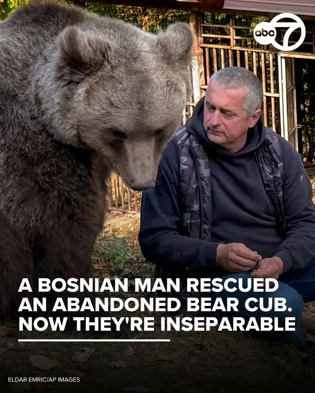 Masa the bear lumbers across a grassy enclosure on Bosnia's Mount Ozren before rising onto her hind legs and wrapping her front paws around her friend, Petar Tubic. The pair's unlikely friendship began in 2019 when Tubic found Masa abandoned as a cub in a forest and took her home. They have been inseparable ever since. 