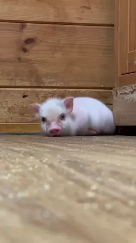 Cute pig#pig