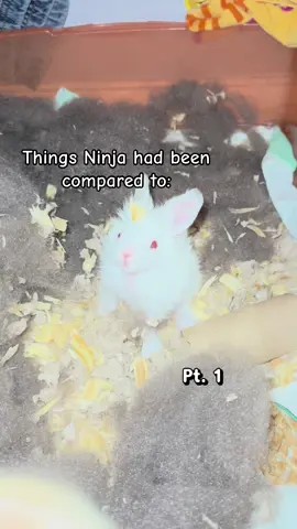 Should there be a part two? #killerrabbit #comparison #bunny #fyp 