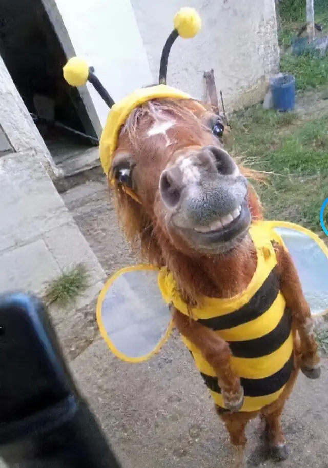 #viral #fyp #horse #ppl 