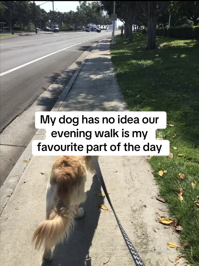 @TryTails