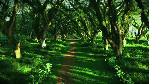 #tiktok #trees #forest