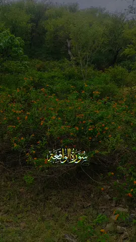 surh alwaqigha #treanding #foryourpage #fypp #viral_video #islamic_media 