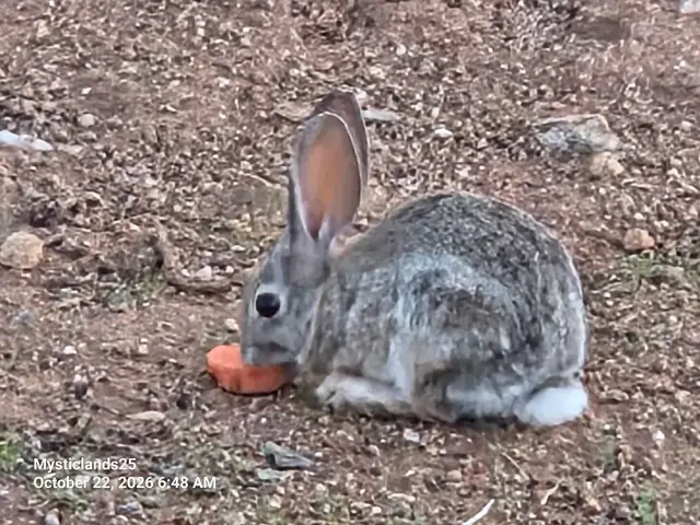 Baby bunny enjoying a carrot piece. They are safe here and they know it  ❤️