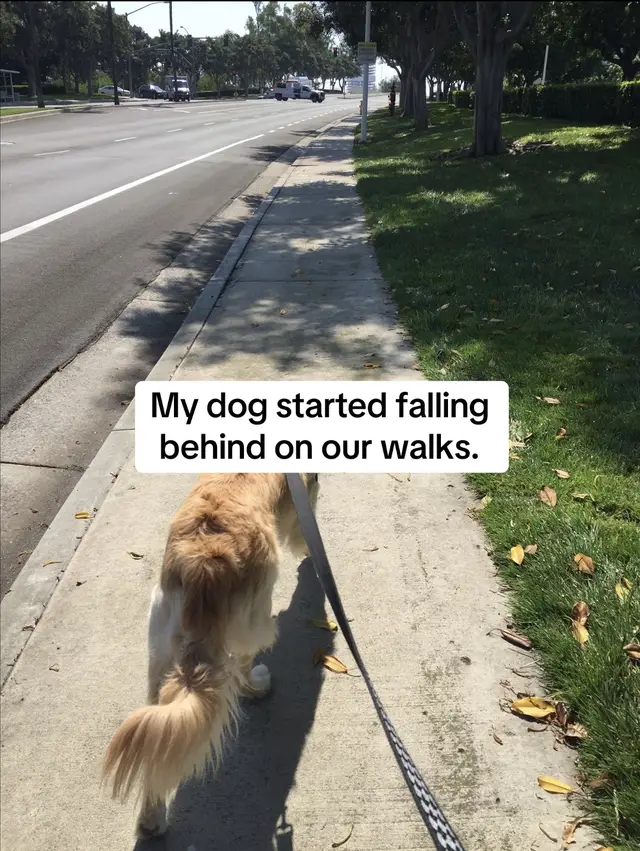 @TryTails