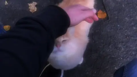 #cat