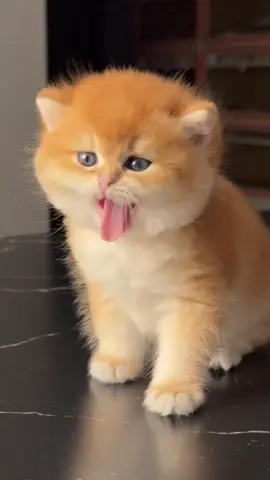 #cutesoftiktok 