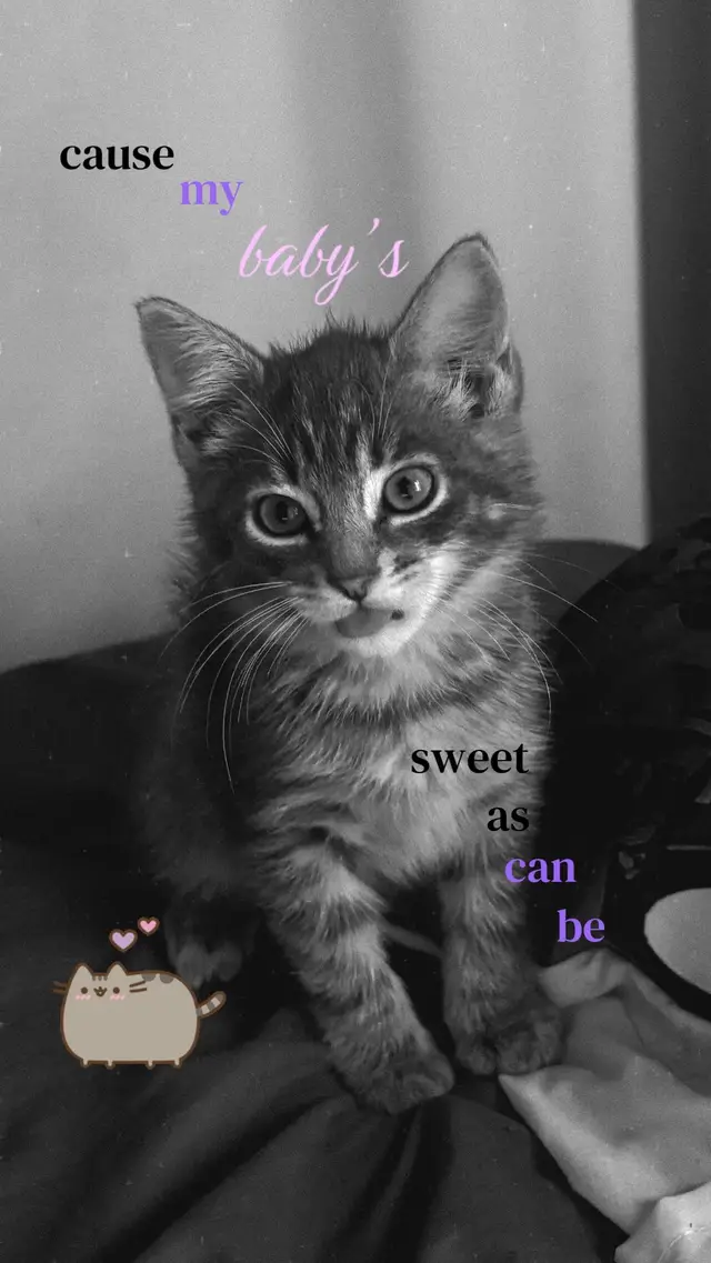 #cat #cute #greytabbycat #kitten #fyp 