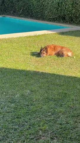 La belle vie de Paco #BelgianMalinois #AmourInconditionnel 