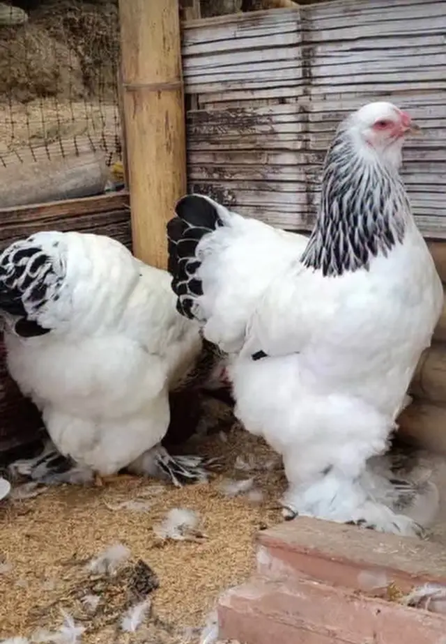 We have extra large light and European Brahma chicken and hatching eggs available deliverey worldwide  #brahmachicken  #chicken  #brahma  #eggs  #flockcowboys 