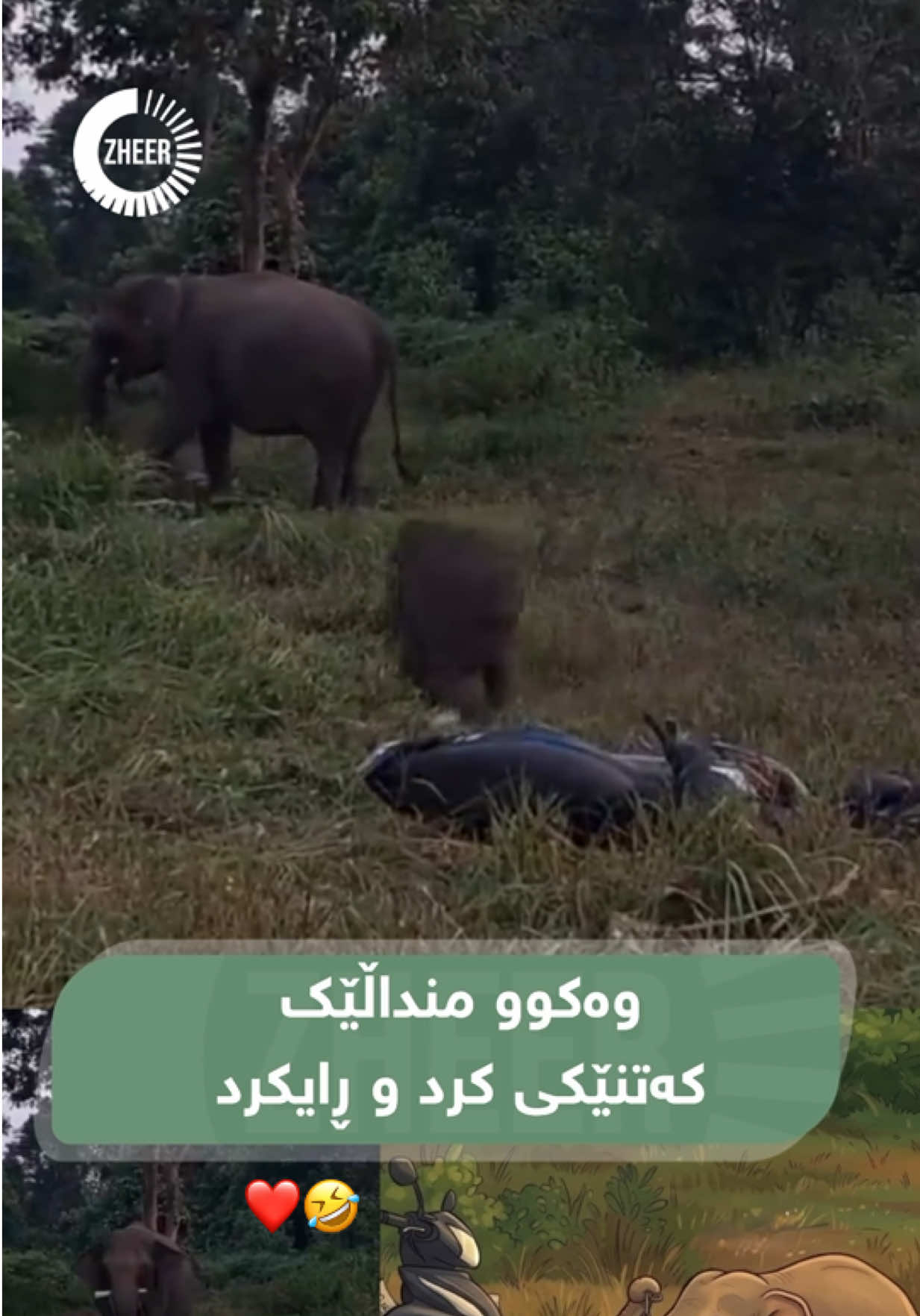فیلێکی بچووک بە دەوری مانیتۆرەکەدا دەخولێتەوە، کە دەزانێت کەتنێکی کردووە، ڕادەکاتە لای دایکی! 😂