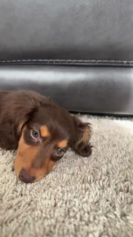 #dashoundpuppy #puppy #theoo #minidaschund #cute 