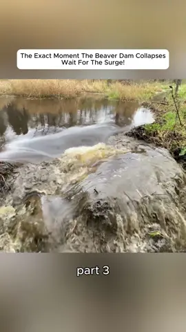 It Was Epic Dam Release! #beaverdam #damremoval #satisfying #unclogging #draincleaning 