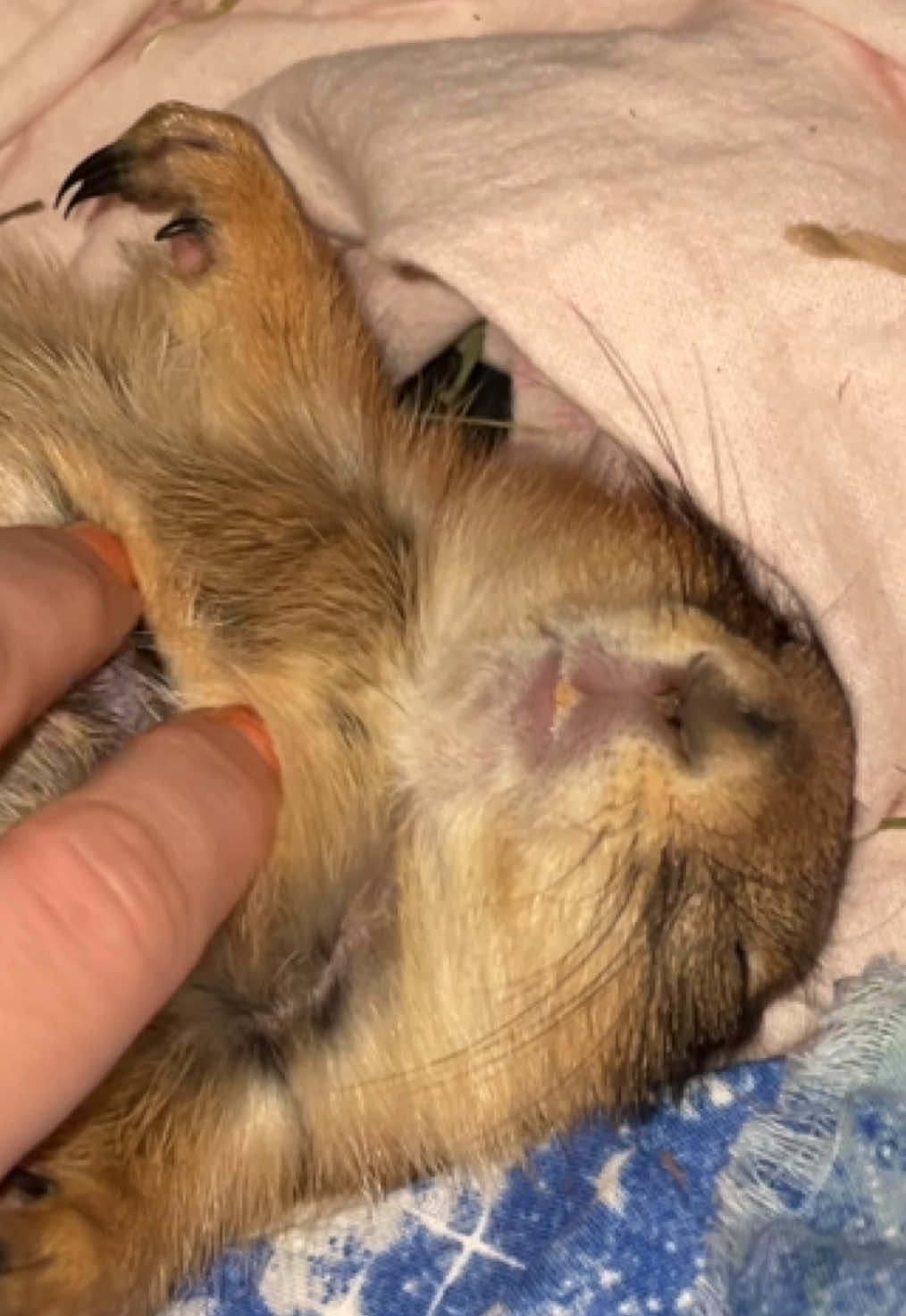 #okaloosaislandflorida #jackstauber #ferrets #groundsquirrel 