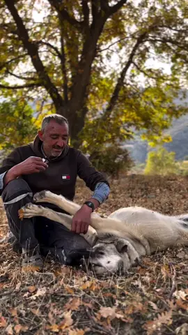 Öksüz adlı çoban köpeğinin hikayesini sahibinden dinliyoruz. 🐕🏔️ #köpek #çoban #hikaye #trkangalpostası #tiktokviral 