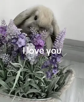 Bunnies sniffing flowers 🪻so cutie! I love you <3 @izz_86 || #iloveyou #bf #gf #bunny #flowers 