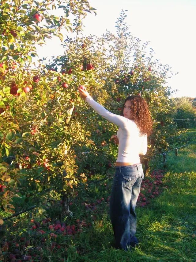 #fall #pumpkin #apple #hollister #autumn