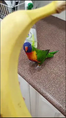 Cute pets (360)