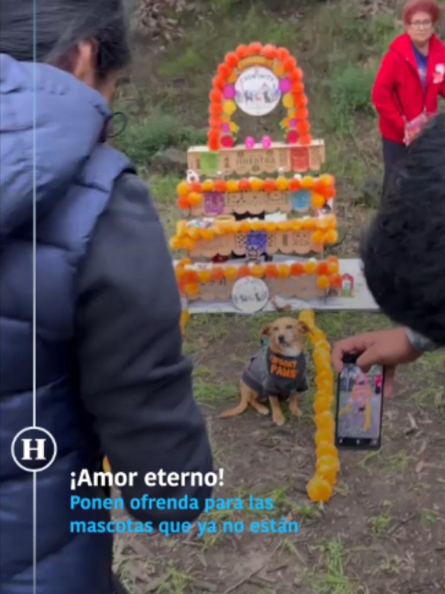 😭❤️‍🩹 Durante la reunión especial de #Chihuahuas realizada este domingo en #Chapultepec se colocó una ofrenda con algunas mascotas que partieron pero que siempre tendrán un lugar muy especial en el corazón de sus dueños #heraldodigital
