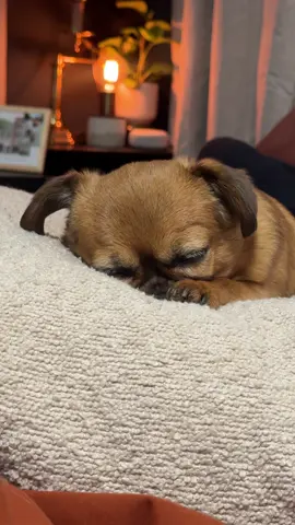 Sleepy girl will wake up for treats #gert #gerttok 