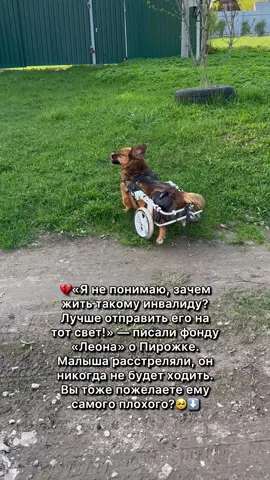 💔«Я не понимаю, зачем жить такому инвалиду? Лучше отправить его на тот свет!» — писали фонду «Леона» о Пирожке. Малыша расстреляли, он никогда не будет ходить. Вы тоже пожелаете ему самого плохого?🥺⬇️ ♿️Ростовская область. Несчастный ползал по улицам на передних лапках и даже тогда не переставал улыбаться солнышку. Прохожие подобрали пёсика и отнесли в ветеринарную клинику, чтобы усыпить😭 😓В клинике были волонтеры, которые связались с нами и попросили о помощи🙏🏼 🏥Рентген показал множественные разрывные пули в позвоночнике. К сожалению, важные нервные окончания были безвозвратно повреждены❌ 🐶Дважды в день Пирожку нужно сцеживать массажем кал и мочу. Но крошечка не знает о своей особенности📣 🐕Маленький непоседа обожает носиться по зеленой травке или шуршать по снегу. У Пирожка очень много друзей, таких же «безнадежных калек», которые никому не нужны😰 🏡У нас нет своего здания, мы пользуемся услугами платных передержек. Пожалуйста, помогите оnлатить содержание и корм этого ребёнка. Другого дома у него уже никогда не будет💔 ⚠️Новости в ТГ, МАХ, ВК : fond_leona ‼️ 📌Поддержать : В описании профиля 🙏🏼 #пирожок_спасеныш_ростов #пирожок_fond_leona