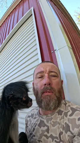 Rooster chewing bubblegum😂