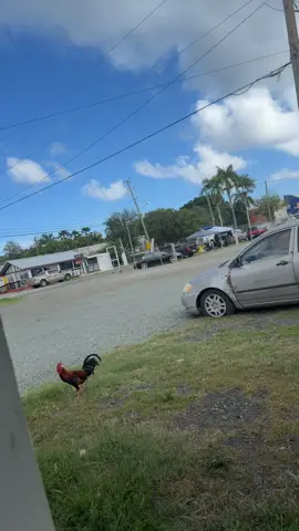 #vitrucks🇻🇮 