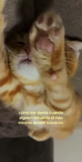 #xzybca #viral #gatos