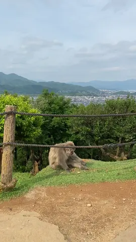 #lonely #monkey #japan