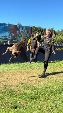 Dance time 🪩 #CanineStars #Kevin #WhitePostFarms #NewYork 