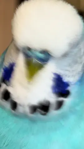 Louis  #bluebudgie #budgieoftiktok #parrot #bird #animals 
