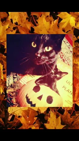Halloween is coming soon!!!🎃🐈‍⬛#blackcats#halloween#pumpkins#fypee
