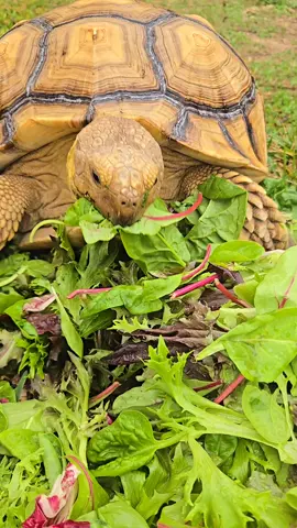 Shelby having lunch #shelby #tortoise #asmr #asmrsounds #bonita 