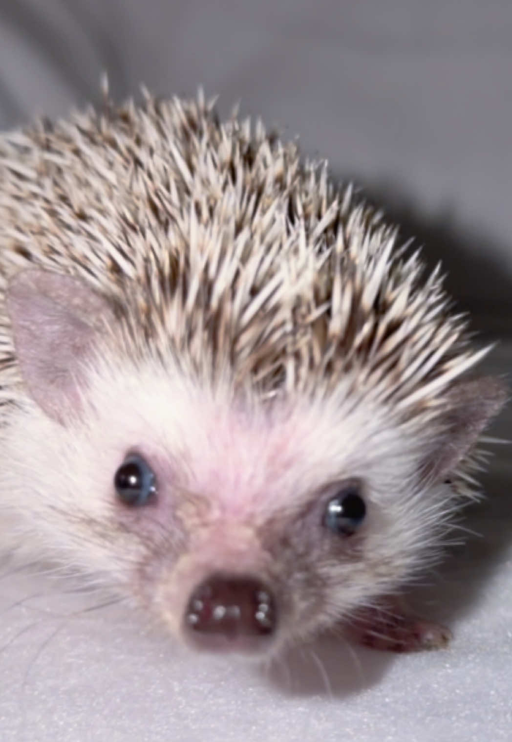 #hedgehogs #exoticpets #hedgehog #cutepets #petparents 