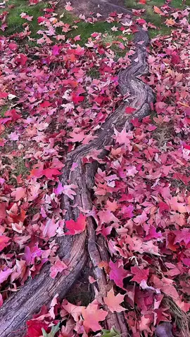 سحر الخريف الأمريكي🍂😍 American Autumn Magic #FallVibes #AutumnAesthetics #FallFoliage #AmericanAutumn #NatureLovers