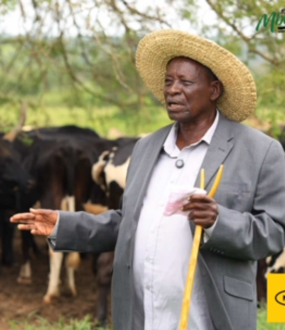Mzee Edward Kakoondo farming journey -Part 2@MTN Uganda @Shartsi Musherure #mbabulefmat20 #farming 