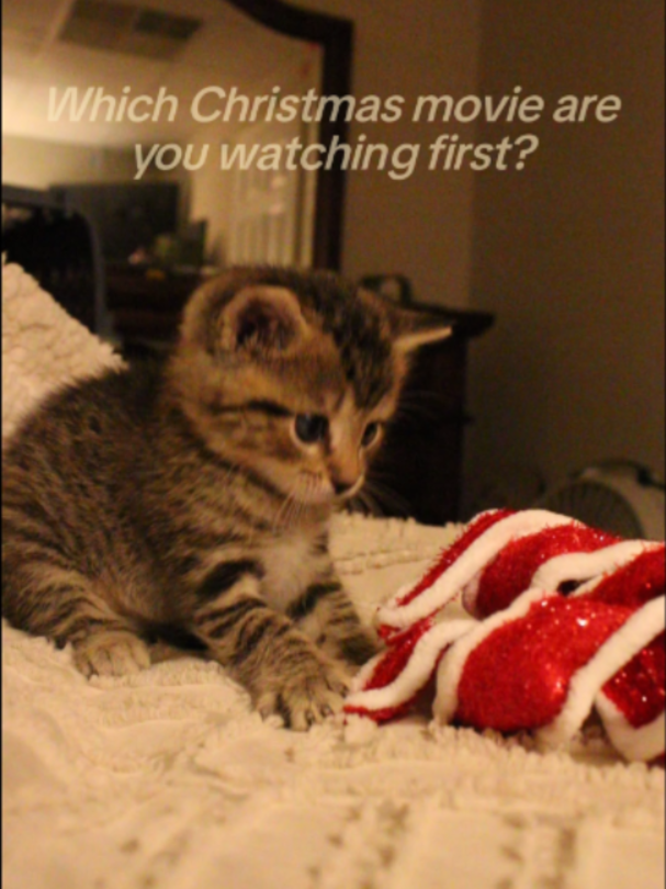 #kitten #Cute #catsoftiktok #fyp #Cat #Christmas #christmascountdown #christmasmovies #christmastree