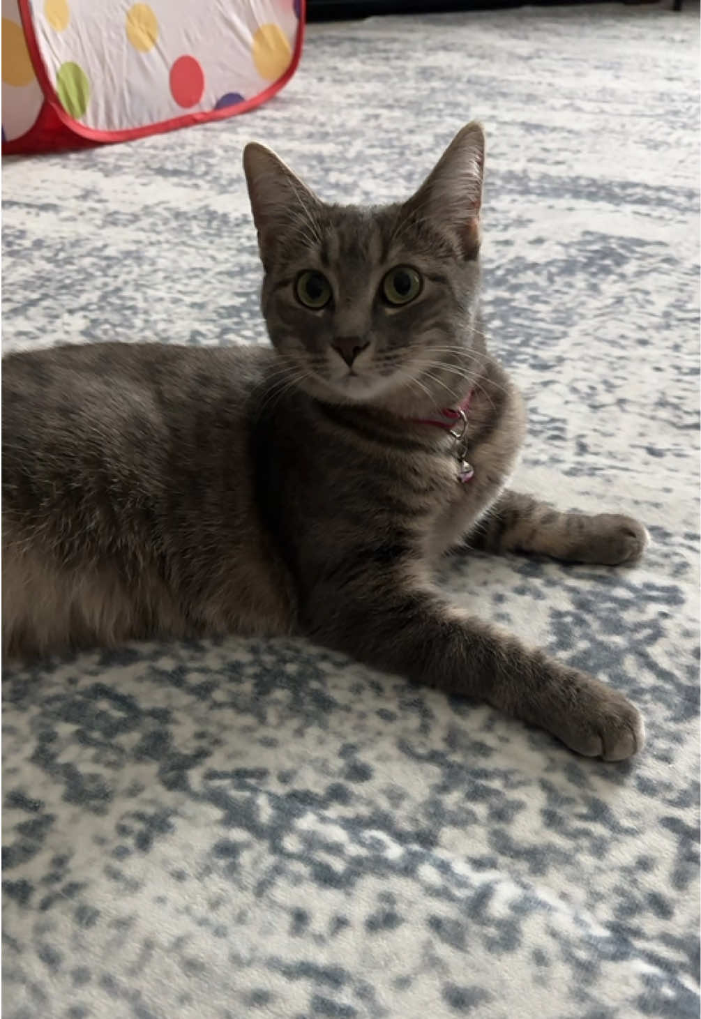 Being adorable is a full-time job 😻🐾🐱 #WeekendVibes #catsoftiktok #PetsOfTikTok #chill #cuteanimals 