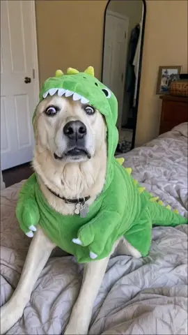 Someone's taking Halloween very seriously this year 😂 #dog #Halloween #funny #funnydog #pets 