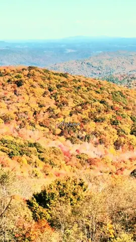 The beauty of Grayson highland state park. Fall leaves in every color including purple! #fall  #changingleaves  #mountains  #views 