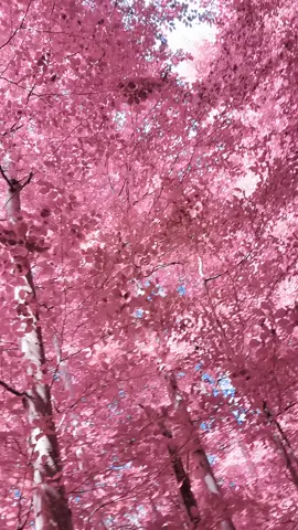 The flowers, the art of solitude, seamlessly coexist in perfect harmony.#coquetteaesthetic #life #xyzbca #viral 