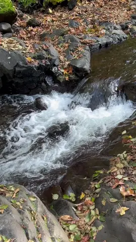 #oregon #asmr #forest #rivers #peaceful 