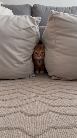 A clear path? Too easy for Milo. 😂🐾 He took the pillow route. Follow for more Milo mischief 🧡 #catsoftiktok #orangecat #funnycats #catlife #cats 