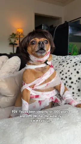 POV: You’ve been sleeping for 3000 years and SOMEONE has the audacity to wake you up. 😭💀👻 Whoever interrupted my beauty sleep better start running. 💅🧟‍♀️😂  #HalloweenDog #peanut #dogsoftiktok #fyp #halloween 