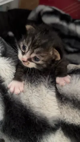 So cute #catsoftiktok #fyp #kitten #cutecat #kitty 